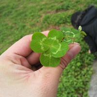 微信头像图片大全清新四叶草(精选18张)