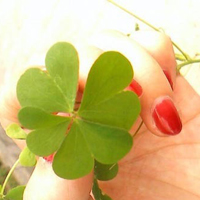 微信头像图片大全清新四叶草(精选18张)