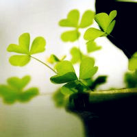 微信头像图片大全清新四叶草(精选18张)