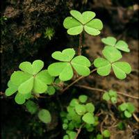 微信头像图片大全清新四叶草(精选18张)