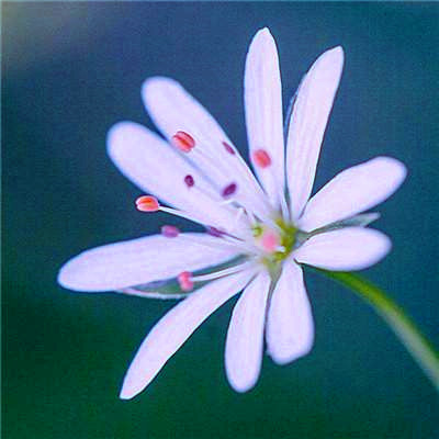 2023年最美微信头像图片(精选18张)