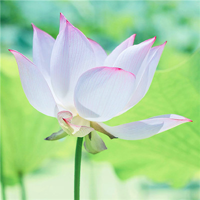 2023年最美微信头像图片(精选18张)