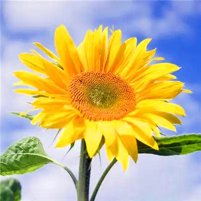 2023年最佳头像(16张)