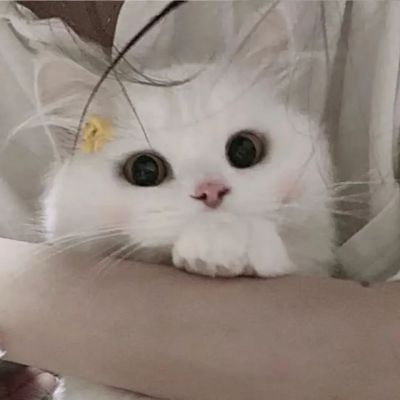 2023可可爱爱又很萌的情头(共18张)