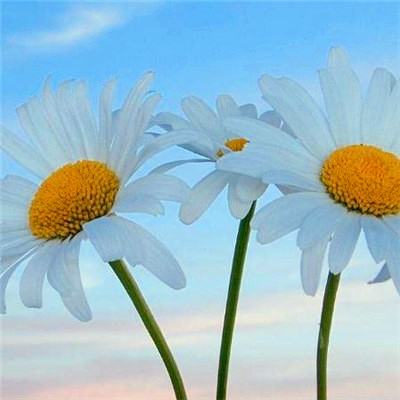 2023最吉祥头像(20张)