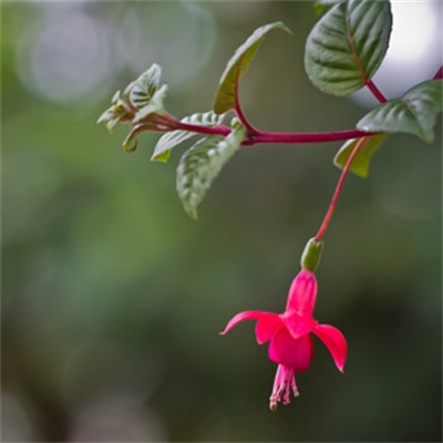 2023年给女人带来好运的头像(优选18张)