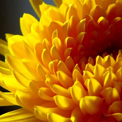 各种漂亮的花图片大全(优选18张)