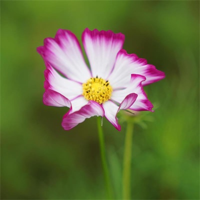 各种漂亮的花图片大全(优选18张)