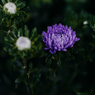 各种漂亮的花图片大全(优选18张)