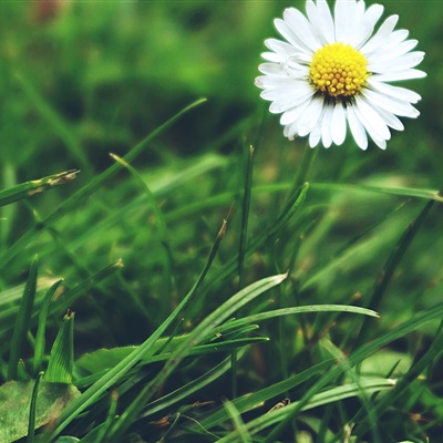 各种漂亮的花图片大全(优选18张)