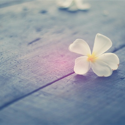 各种漂亮的花图片大全(优选18张)