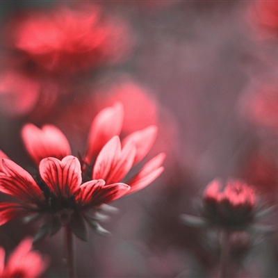 各种漂亮的花图片大全(优选18张)