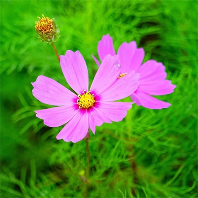 各种漂亮的花图片大全(优选18张)