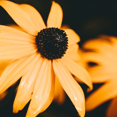 各种漂亮的花图片大全(优选18张)