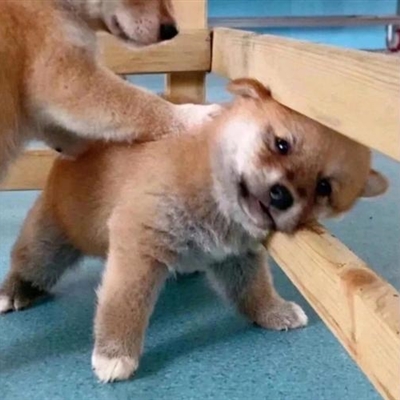 2023王者搞怪沙雕无厘头头像(共18张)