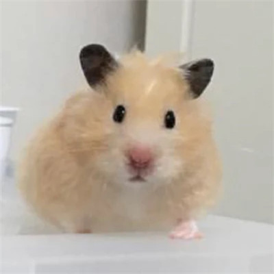 一看就知道脑子有病的头像(共18张)