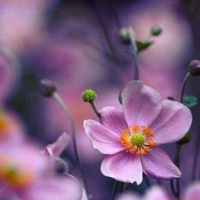 2023微信女头像最吉利好运图片(共20张)