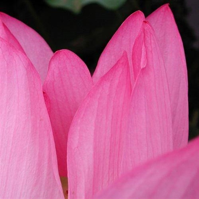 中老年用的头像图片(共18张)