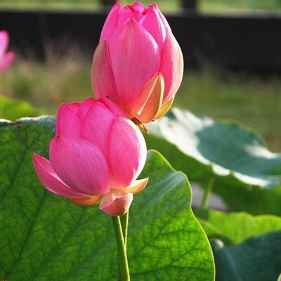 中老年用的头像图片(共18张)