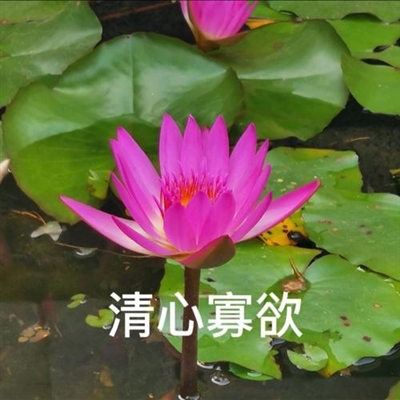 中老年用的头像图片(共18张)