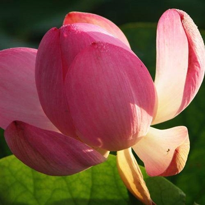 中老年用的头像图片(共18张)