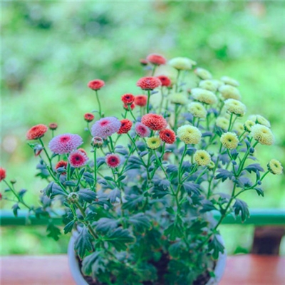 小清新唯美微信头像(共20张)