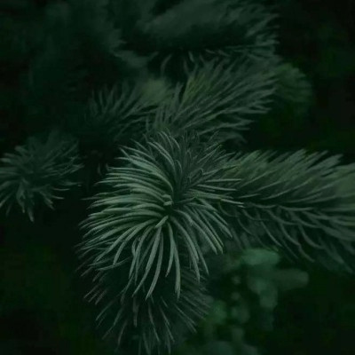 意境好运的头像图片(优选22张)