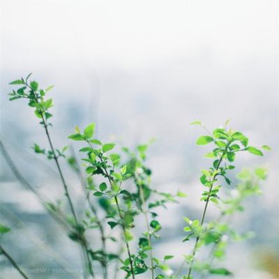 唯美风景头像图片大全(24张)