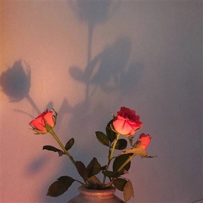 1623年最流行的微信头像(精选20张)