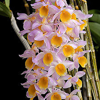 微信头像花朵图片大全(精选20张)