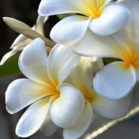 微信头像花朵图片大全(精选20张)