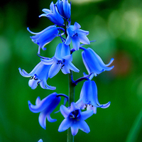 微信头像花朵图片大全(精选20张)