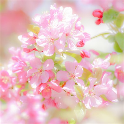 微信头像花朵图片大全(精选20张)