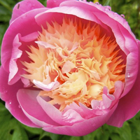 微信头像花朵图片大全(精选20张)