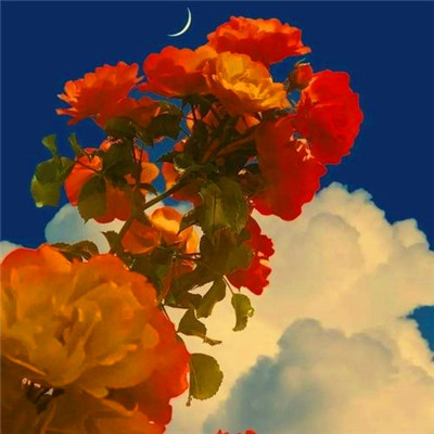 简单干净的图片唯美头像(20张)