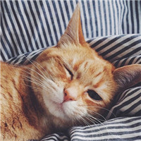 喵星人微博个性头像图片(优选16张)