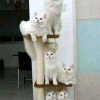 喵星人微博个性头像图片(优选16张)