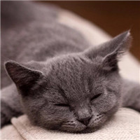 喵星人微博个性头像图片(优选16张)