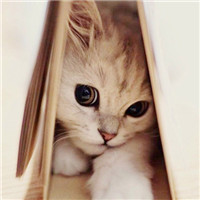 喵星人微博个性头像图片(优选16张)