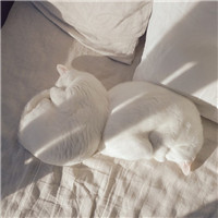 喵星人微博个性头像图片(优选16张)