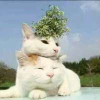 喵星人微博个性头像图片(优选16张)