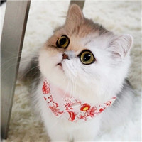 喵星人微博个性头像图片(优选16张)