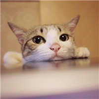 喵星人微博个性头像图片(优选16张)