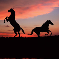 骏马微信头像图片大全(优选22张)