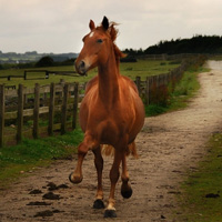 骏马微信头像图片大全(优选22张)