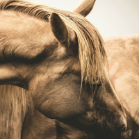 骏马微信头像图片大全(优选22张)