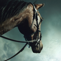 骏马微信头像图片大全(优选22张)