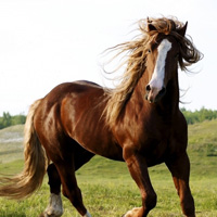 骏马微信头像图片大全(优选22张)