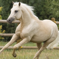 骏马微信头像图片大全(优选22张)