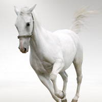 骏马微信头像图片大全(优选22张)